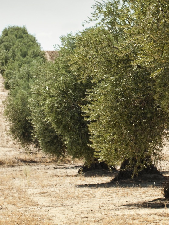 Olive Oil Production - Continuous Systems